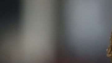 El italiano Andrea Pirlo cerró su fulgurante carrera en el New York City FC dela MLS. (Foto: Mike Stobe/Getty Images)