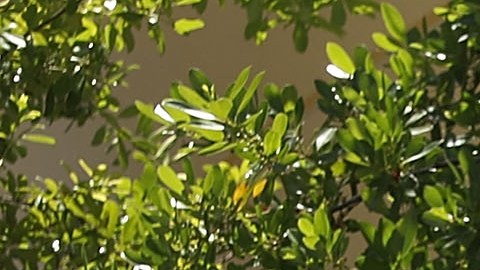 Al menos 300,000 personas serían afectadas.