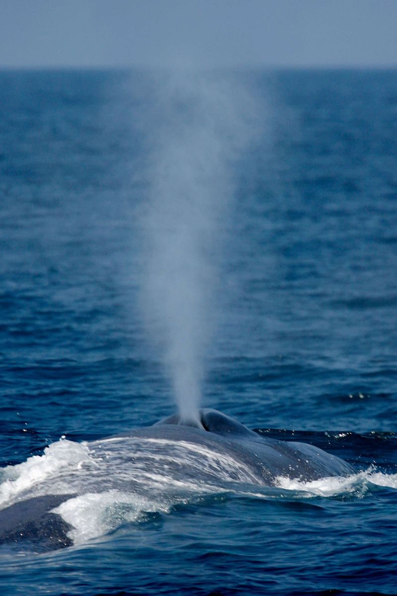 Una ballena azul se alimenta en el canal Catalina,  cerca de Long Beach, California.