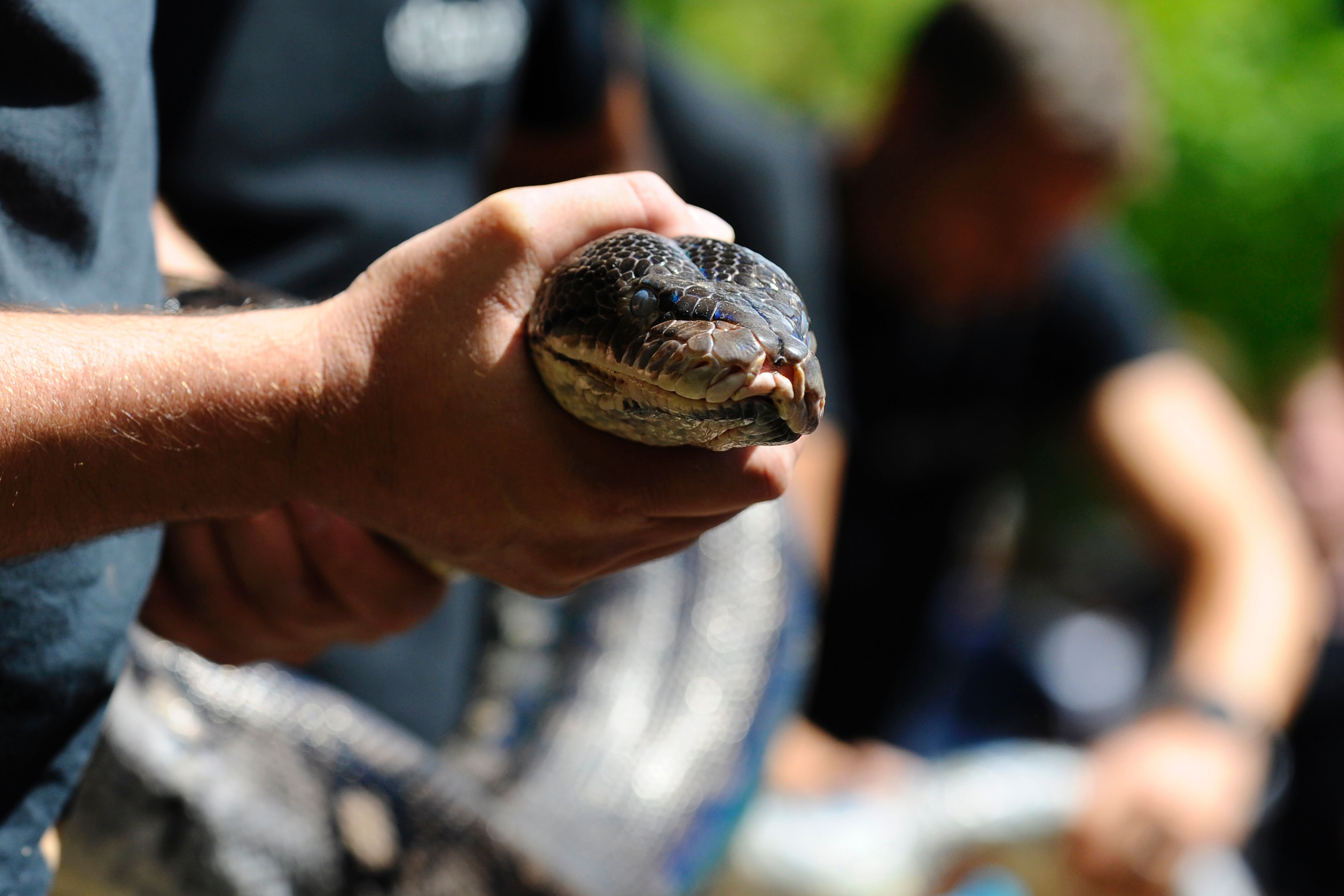 FOTO: Muere Estrangulado En Su Casa Por Serpiente Pitón - El Diario NY