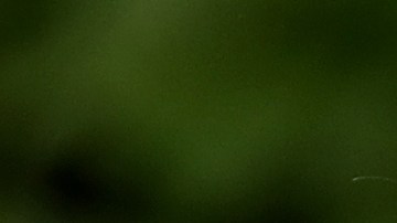 El esposo de Ivanka Trump no informó todas sus relaciones financieras.