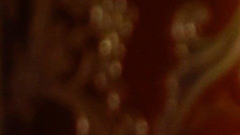 El presidente Trump recauda fondos para 2020.