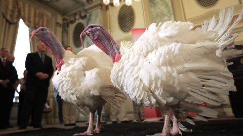 Los pavos participarán en la ceremonia de este martes.