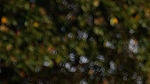 Trump no dudo en cuestionar las acusaciones contra Roy Moore