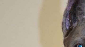 Este perro también busca estar cómodo con el resto de su familia en el sofá.