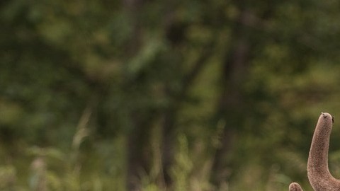 El cazador creyó disparar a  un venado.