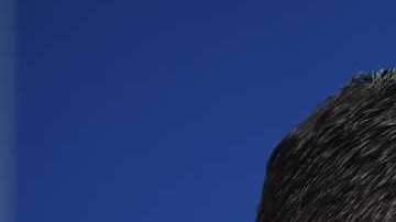 Cruz Azul hace un llamado a todos los celestes a dejarse la barba, durante la liguilla