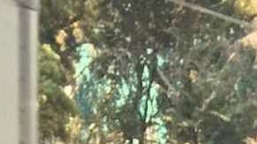 Rosa Seseña, limpiadora en la CDMX, camino a su trabajo.