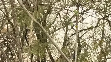 Clara Cardelle le ha salvado la vida a hombres latinos que han sufrido sobredosis por heroína en Washington Heights. La mujer, de origen cubano y residente en ese vecindario del Alto Manhattan, ha resucita a los adictos utilizando el antídoto Naloxone.