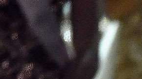 Demi-Leigh Nel-Peters, Miss Universo 2017.