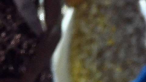 Demi-Leigh Nel-Peters, Miss Universo 2017.