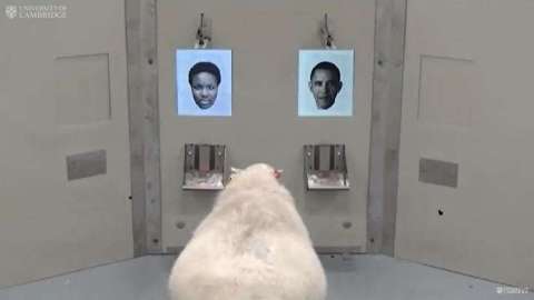 ¿Es este señor Barack Obama?