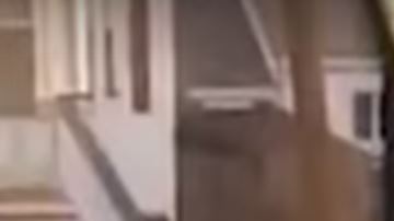 La extraña coreografía de las aves alrededor de un cadáver se propagó como pólvora por las redes. (Fotocaptura de video)