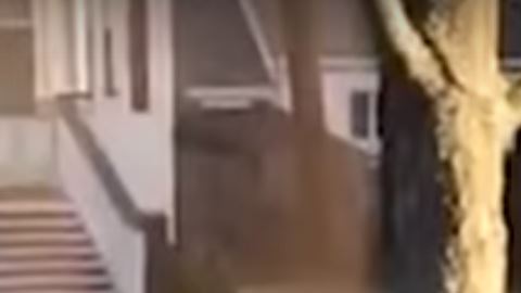 La extraña coreografía de las aves alrededor de un cadáver se propagó como pólvora por las redes. (Fotocaptura de video)