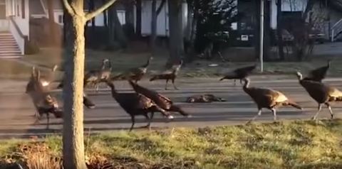 La extraña coreografía de las aves alrededor de un cadáver se propagó como pólvora por las redes. (Fotocaptura de video)