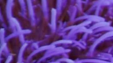 La clorofila de algunos vegetales tiene muchos beneficios para el organismo.