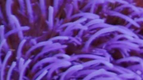 La clorofila de algunos vegetales tiene muchos beneficios para el organismo.