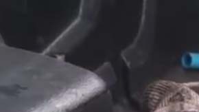 La pitón expulsó a su presa: un lagarto.