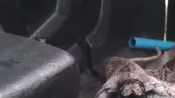 La pitón expulsó a su presa: un lagarto.