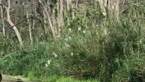 La gestión de desastres naturales,  no incluye fondos directos para Puerto Rico