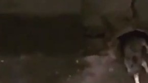 Las ratas peleando por una papa frita en el Subway.