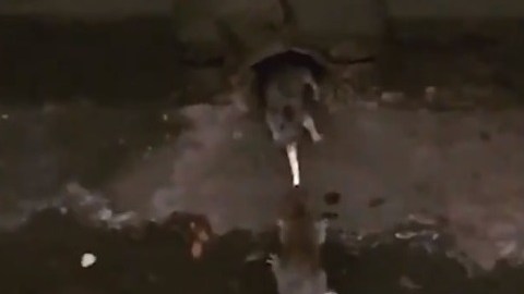 Las ratas peleando por una papa frita en el Subway.