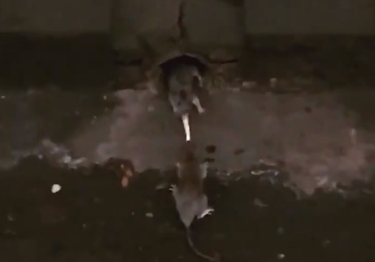 Las ratas peleando por una papa frita en el Subway. 