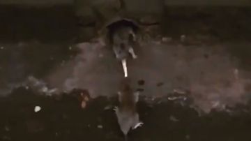 Las ratas peleando por una papa frita en el Subway.