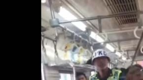 El sujeto agarra por la cola al animal.