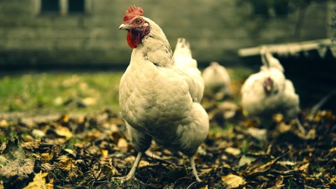 Ahora las gallinas dejarán de ser el desayuno.