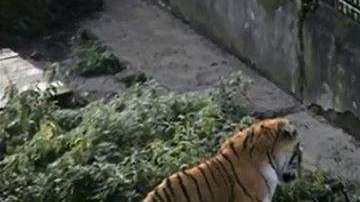 El tigre actuó por instinto para defender su territorio.