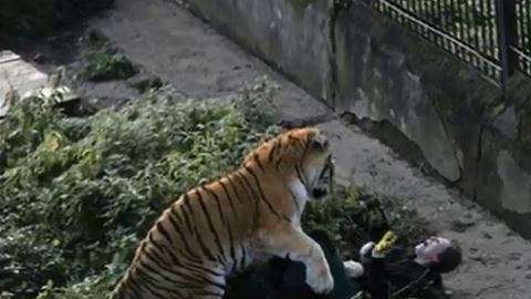 El tigre actuó por instinto para defender su territorio.