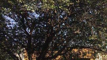 Habitantes fuera de sus hogares después que sonaran alertas en Ciudad de México. EFE