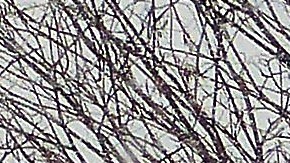 La nieve comenzó a blanquear NY desde las 10 a.m.