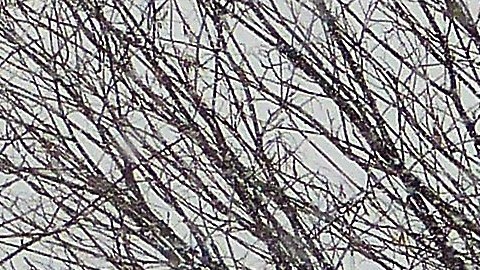 La nieve comenzó a blanquear NY desde las 10 a.m.