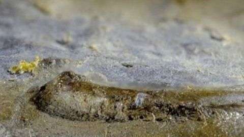 El ojo fue hallado en un fósil de trilobita excavado en Estonia.