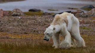 Los osos polares cazan sus presas desde el hielo y éste está disminuyendo cada año en el Ártico.