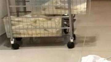 La pequeña McKenzie Garrison lucha contra una grave enfermedad de médula osea.