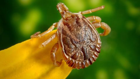 Además de la Enfermedad de Lyme, las garrapatas pueden transmitir otras.