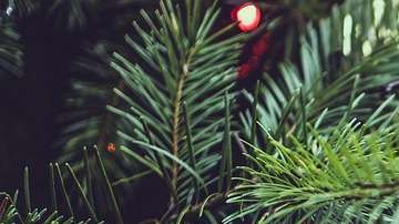 Si tu árbol es natural, hay que tomar más precauciones.