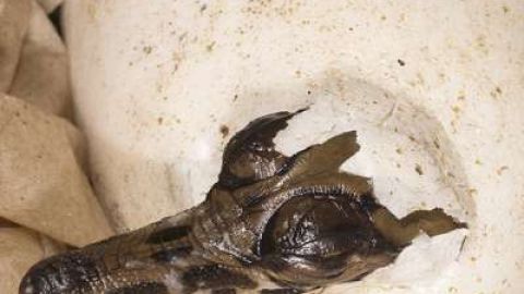Nace un cocodrilo de una especie en peligro de extinción.