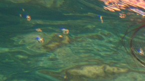 Respirar bajo el agua sin apoyo de artefactos sería posible.