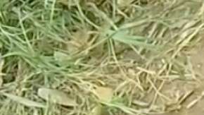 drowning-puppy-rescue