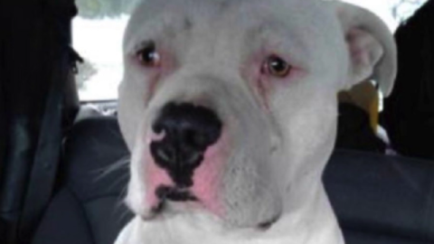Este perro fue robado y puesto a la venta en internet.