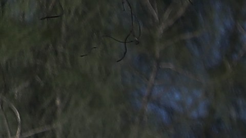 El caso ocurrió en Texas.
