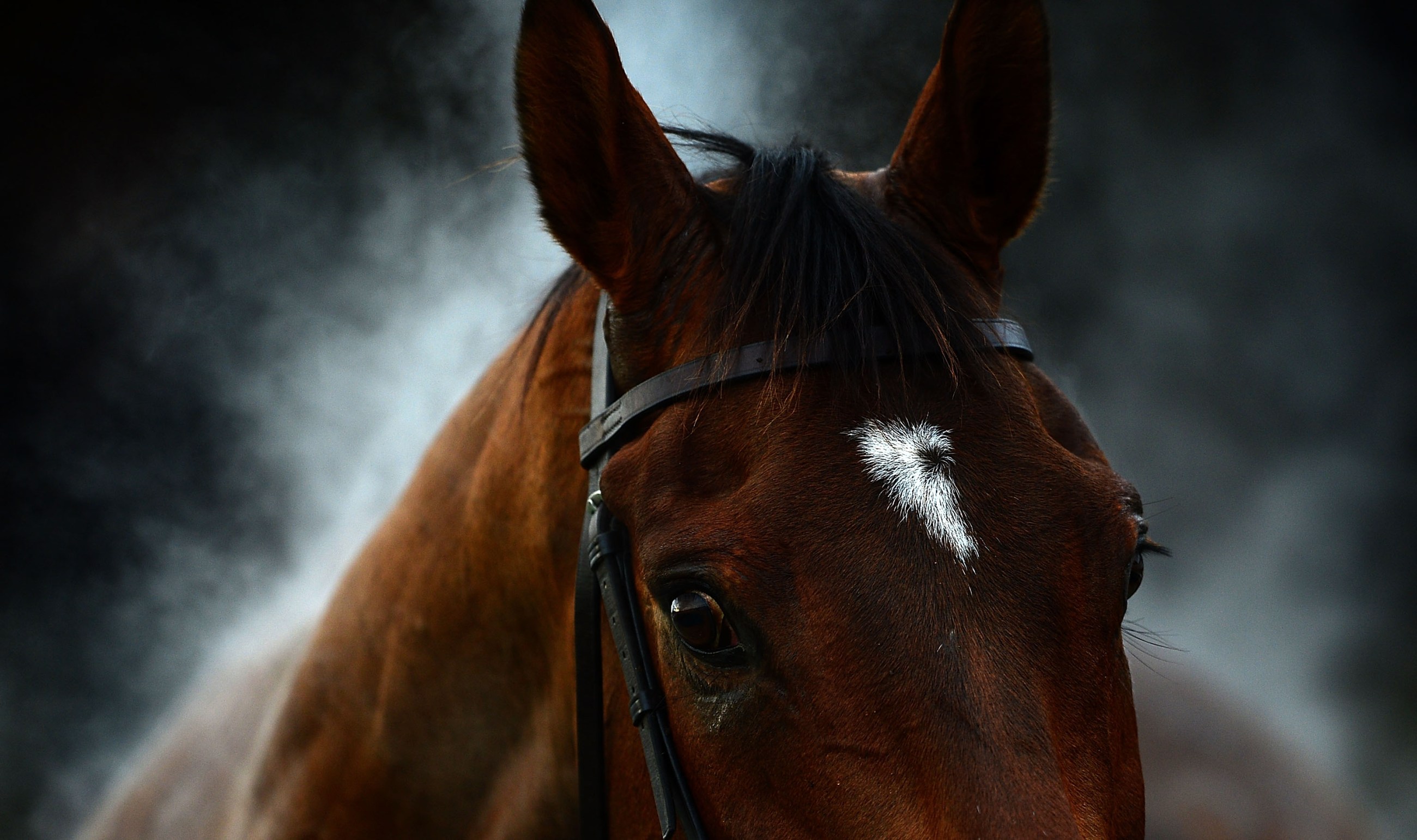 La triste historia de dos caballos 