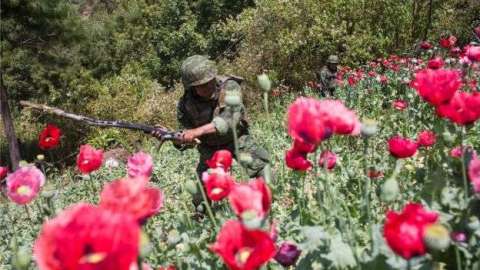 Sembradíos de amapola. Getty