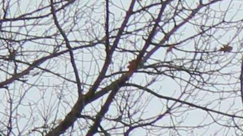 Activistas e inmigrantes de varios estados acudieron a Washington.