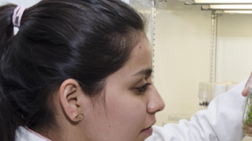 La biopelícula ayudará a la regeneración del tejido epitelial, informó hoy el Consejo Nacional de Ciencia y Tecnología (Conacyt)