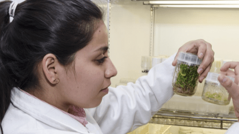 La biopelícula ayudará a la regeneración del tejido epitelial, informó hoy el Consejo Nacional de Ciencia y Tecnología (Conacyt)